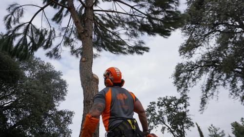 Trabajos de poda en altura en Miraflores de la Sierra